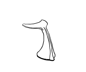 Balena