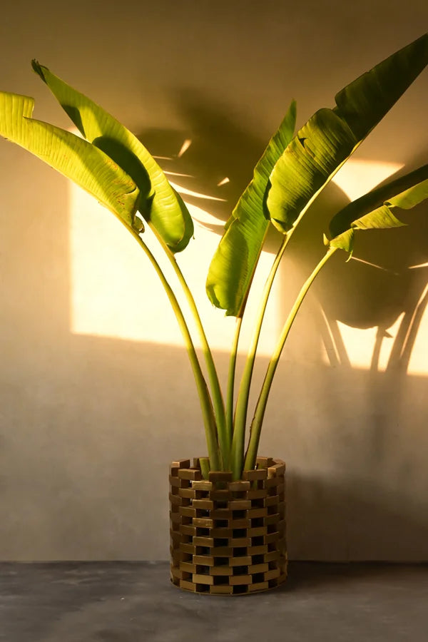 Neev Planter